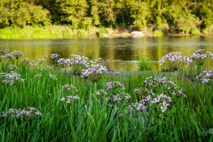 Porośnięty trawą i kwiatami brzeg rzeki, w tle rzeka, dalej las