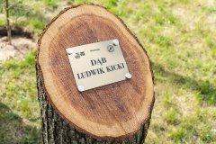 Na pniu drzewa przytwierdzona tabliczka z logo Muzeum Kultury Kurpiowskiej w Ostrołęce, Mazowsze i Lasy Państwowe Nadleśnictwo Ostrołęka z napisem "DĄB LUDWIK KICKI" 