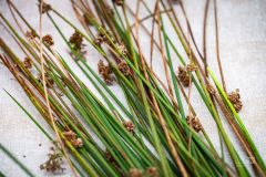 pęk sitowia na jasnym blacie